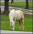 kentucky-horse-racing_110